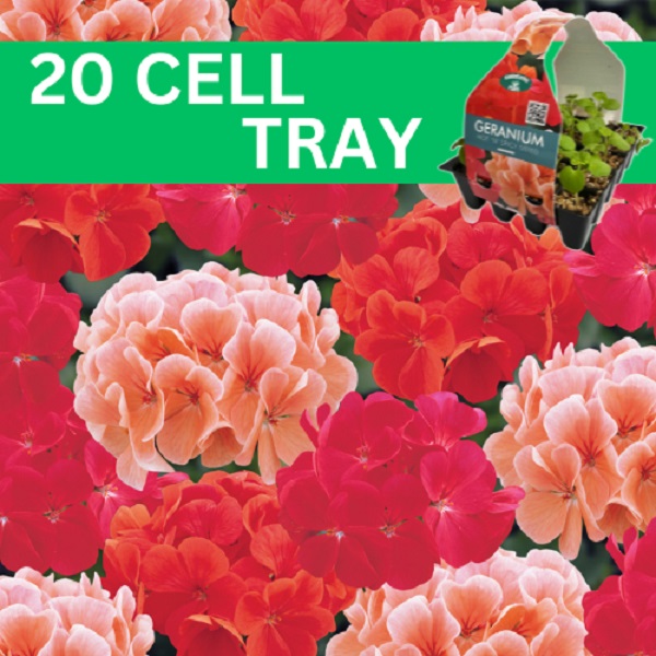 20 Cell Trays